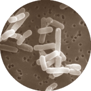 Dierstudie: probioticum Lactobacillus reuteri ATCC 6475 verhoogt aanmaak testosteron en stimuleert spiergroei