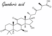 <b>Ganoderma lucidum, een geneeskrachtige paddenstoel met een antioestrogene werking