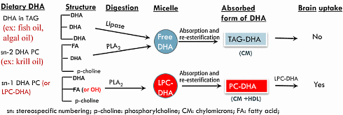 Nieuwe omega-3-analoog sn1-DHA-LPC verbetert geheugen