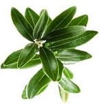 Olive Leaf Extract reduceert buikvet