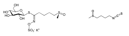 Sulforaphane, een natuurlijk anti-katabool