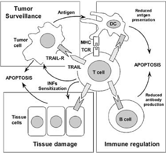 Hoe hispolon het immuunsysteem kankercellen helpt uitschakelen