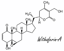 Withaferine-A, een antioestrogeen (en misschien ook een anabool) in ashwagandha