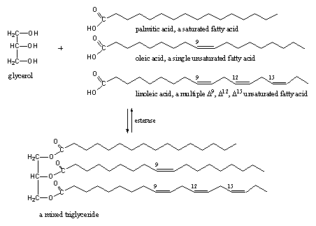 Anabolic enzymatic reaction