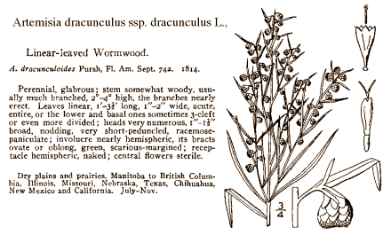 Verbetert Artemisia dracunculus de werking van insuline?