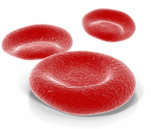 Meer testosteron en rode bloedcellen door Royal Jelly