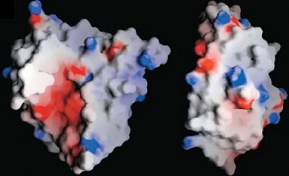 Osmotin (left) and adiponectin (right).