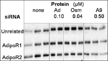 Plant Protein Osmotin Mimics Hormone That Mitigates Diabetes and Obesity