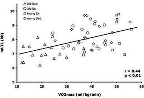 Telomeerstudie: verhoog je VO2max en vertraag je veroudering