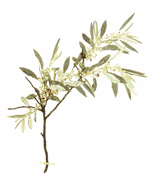 Elaeagnus angustifolia, een sekssupplement voor vrouwen