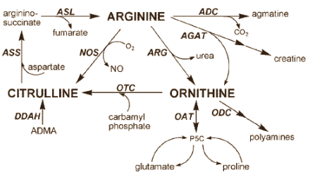 L-Arginine beschermt tegen spierafbraak
