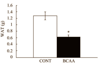 BCAA's remmen groei vetmassa