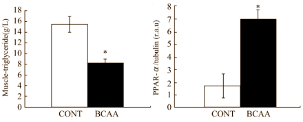 BCAA's remmen groei vetmassa