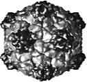Cowpea mosaic virus