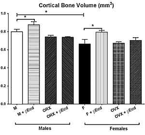Paar milligram ecdysterone per dag maakt botten sterker