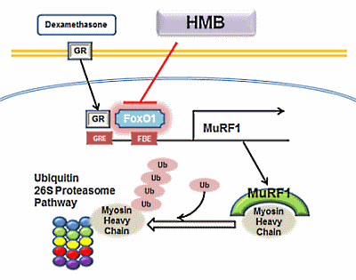 HMB remt spierafbraak door corticosteroïden