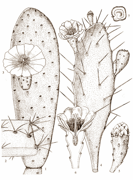 Opuntia, de afslankcactus
