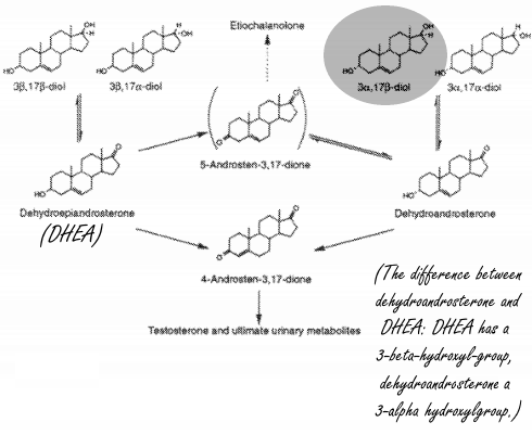 Dehydroandrostenol en dehydroandrosterone - wat zijn dat nou weer?