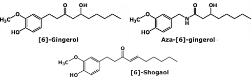Aza-6-Gingerol, een experimenteel afslankmiddel dat is gebaseerd op gember