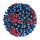 Ketodieet brengt immuunsysteem in stelling tegen griepvirus