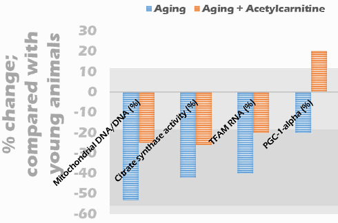 Acetyl-L-carnitine verjongt de energievoorziening van oudere spieren