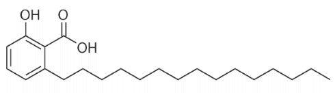 Het meest effectieve en tegelijkertijd het allergevaarlijkste afslankmiddel op de zwarte markt is dinitrophenol of kortweg DNP [structuurformule hiernaast]. In cashewnoten zitten stoffen die op dezelfde manier werken als het illegale DNP, ontdekten onderzoekers van Tohoku University in Japan vijftien jaar geleden.