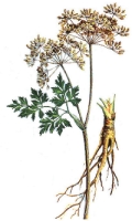 Angelica sinensis vergroot uithoudingsvermogen en spierkracht