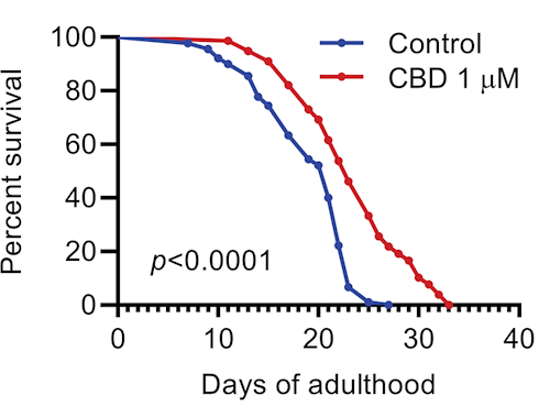 Cannabidiol is misschien een longevity-supplement