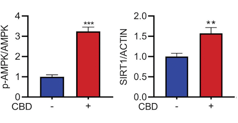 Cannabidiol is misschien een longevity-supplement