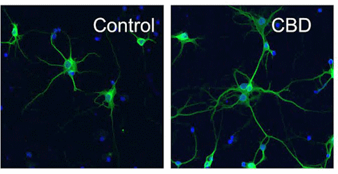 Cannabidiol is misschien een longevity-supplement