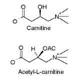 Acetyl-L-carnitine verjongt oude spieren