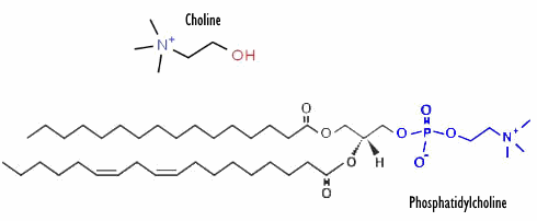 Fosfatidylcholine, een vorm van choline in eieren en vlees, beschermt tegen dementie