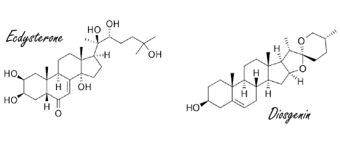 Ecdysteron en diosgenine versterken elkaars anabole werking
