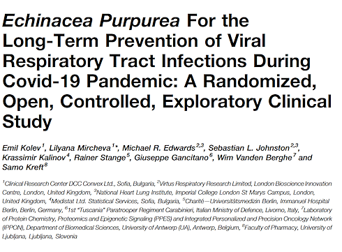 Echinacea beschermt tegen virussen in het algemeen, niet tegen SARS-CoV-2 in het bijzonder