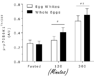 Drie hele eieren zorgen voor meer spieropbouw dan zes eiwitten