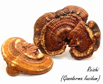 Ganoderma lucidum: een geneeskrachtige paddenstoel met een antioestrogene werking