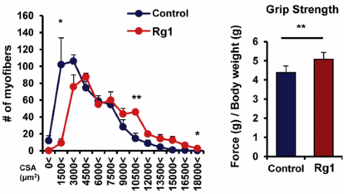 Ginsenoside Rg1, een anabool uit ginseng