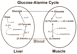 Kurkuma remt omzetting van aminozuren in glucose