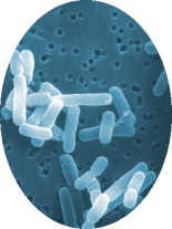 Gezonde bacterie Lactobacillus reuteri BM36301 voorkomt haaruitval en verhoogt testosteronspiegel