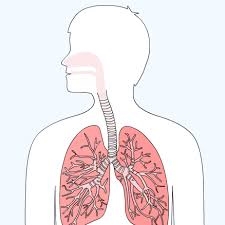 Creatine verergert astma