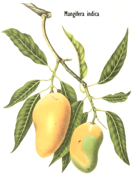 Mangiferine, een nootropicum voor een snellere sprint