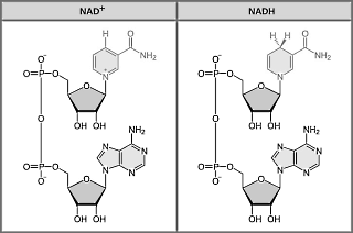 Hoe de combinatie van NADH en Q10 vermoeidheid bestrijdt