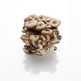 Elke gram paddenstoel vermindert kans op borstkanker met enkele procenten, zegt metastudie