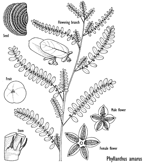 Phyllanthus amarus voorkomt kater