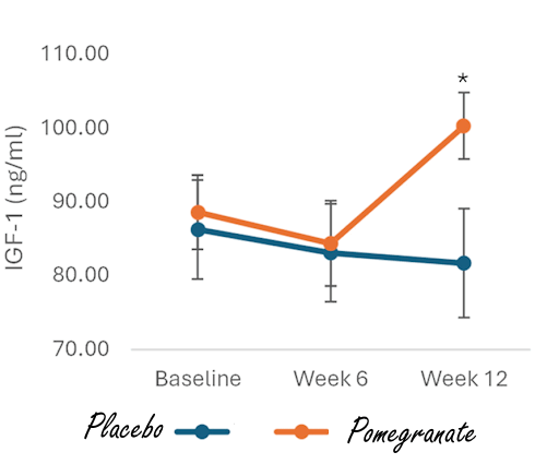 Supplement met granaatappel verhoogt IGF-1-spiegel