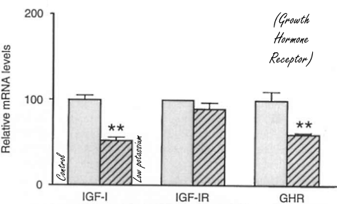 Te weinig kalium, minder IGF-1 in spieren