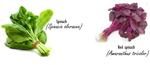 Red spinach als natuurlijke NO-booster