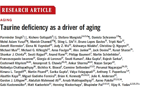 Vijftig wetenschappers na 10 jaar onderzoek: taurine wellicht een anti-aging drug
