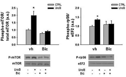Het granaatappelanabool urolithin-B laat spieren groeien via de androgeenreceptor