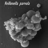 Veillonella, de bacterie die het metabolisme van sporters opvoert